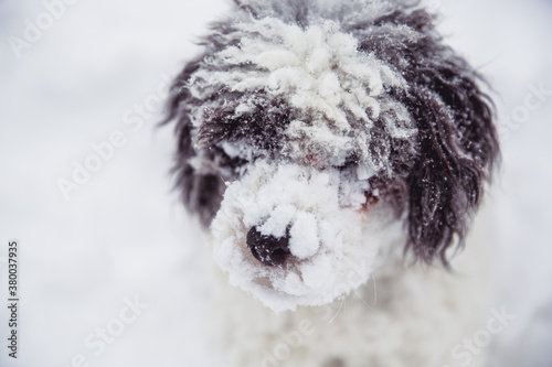 Shaggy dog withs snow caked fur photo