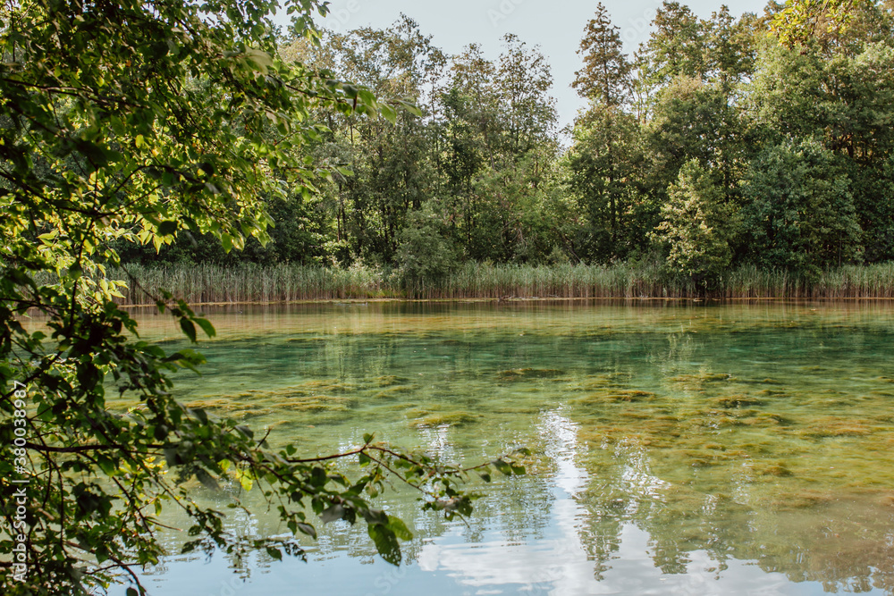 ducks in the lake