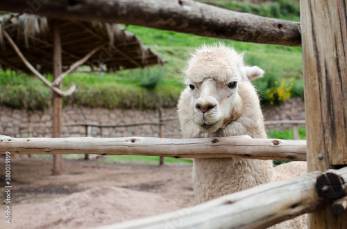Portrait of white alpaca behind wooden bars at the farm photo