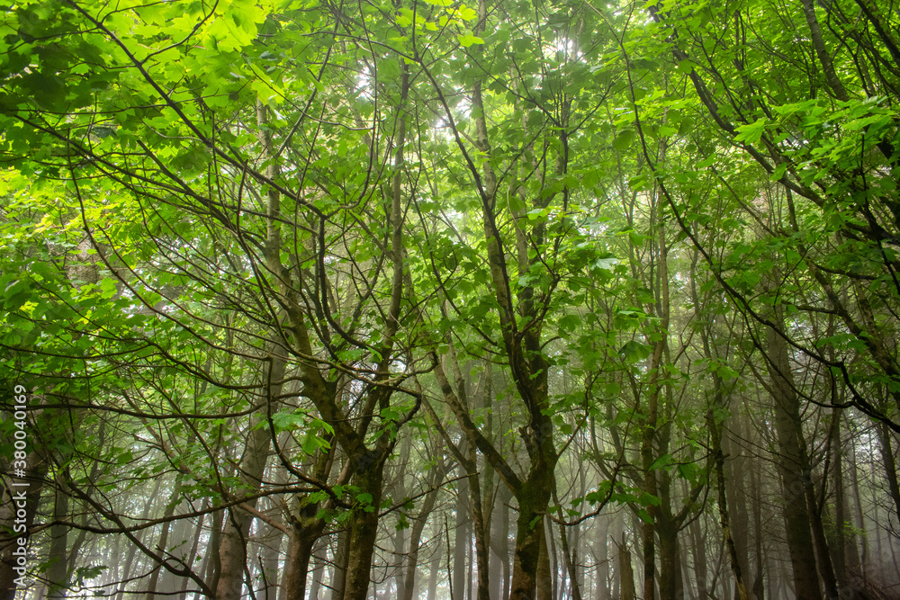 Obraz premium Foggy Forest Woodland