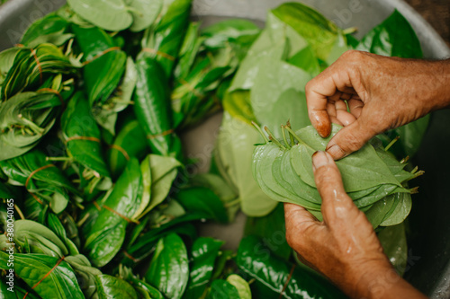 Farmer stacking betel leaves at a market for sale in Thailand.
