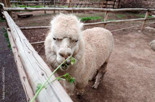 Alpaca feeding on green fresh grass photo