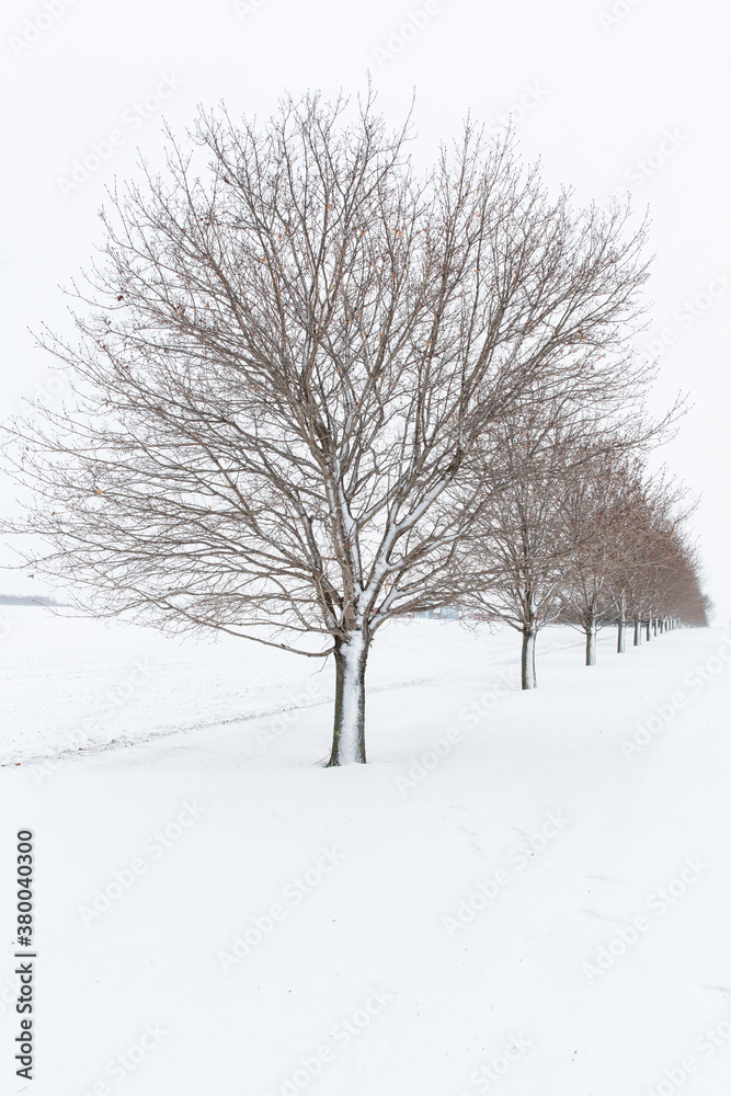 Skeletal snow covered trees surrounded by clean white snow Skeletal snow covered trees surrounded by clean white snow
