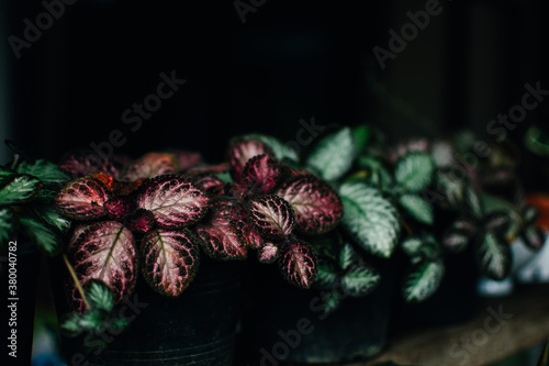 Close up of Flame Violet flowerat the garden. Episcia cupreata flowers tropical foliage background. Common and popular house plants..
 photo