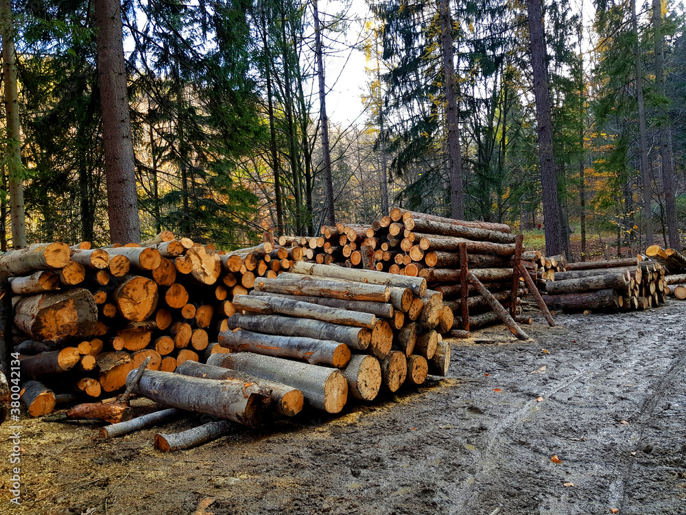 Trunks of trees cut and stacked in the forest Trunks of trees cut and stacked in the forest
