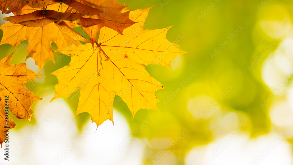 Obraz premium Maple leaves on a blurred background. Autumn background with yellow maple leaves