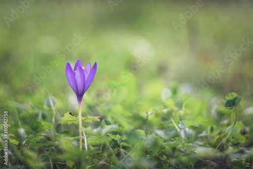 Crocus flower in the grass soft focus
