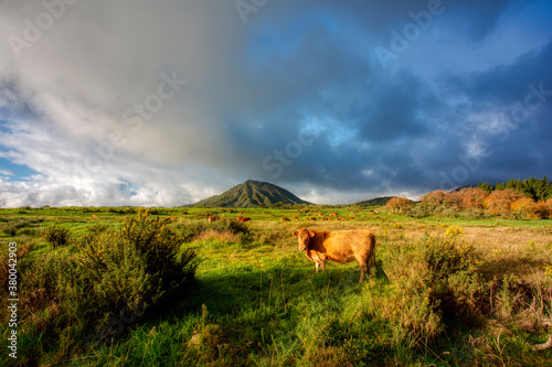 Large grazing area with cows located in the high plains of the Reunion Islands at sunset