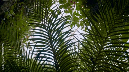 Misty jungle / rainforest scene