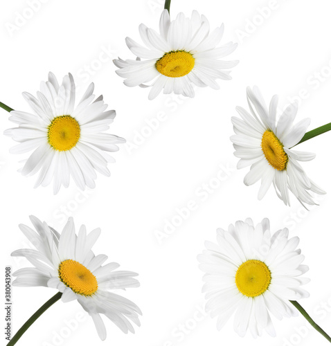 Set of beautiful chamomile flowers on white background