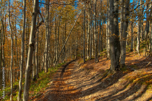 Fototapeta Naklejka Na Ścianę i Meble -  autumn forest scenic view golden season nature photography dirt trail path way peaceful walking