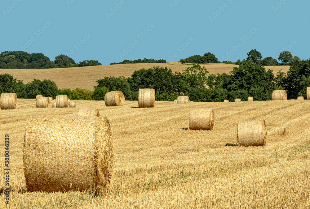 Straw rolls on the harvested grain field - 3459
