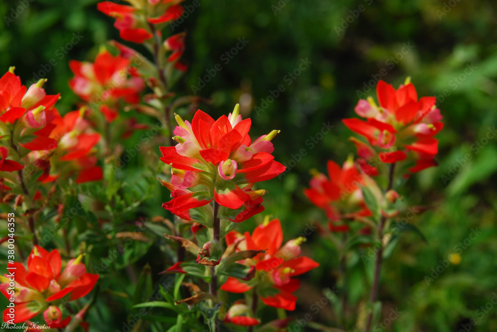 Indian Paint Brush flower from Texas Hill Country
