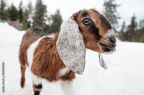 Cute baby goat in winter.