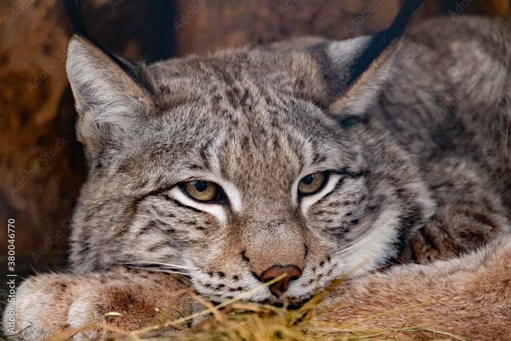 portrait of a lynx close-up. Lynx lynx. portrait of a lynx close-up. Lynx lynx.
