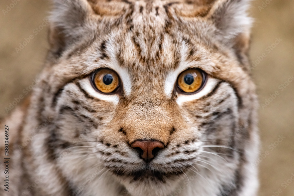 portrait of a lynx close-up. Lynx lynx. portrait of a lynx close-up. Lynx lynx.