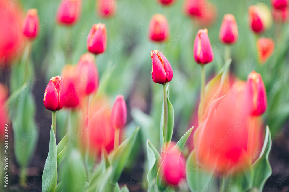 fresh tulips fresh tulips