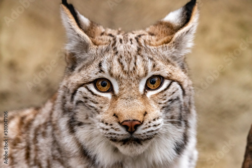 portrait of a lynx close-up. Lynx lynx.