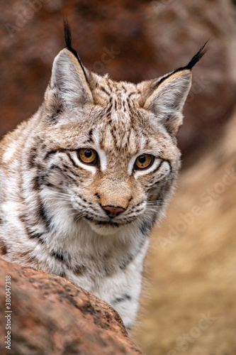 portrait of a lynx close-up. Lynx lynx.