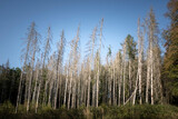 Auswirkungen des Klimawandels in heimischen Wäldern