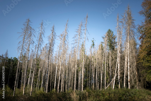 Auswirkungen des Klimawandels in heimischen Wäldern