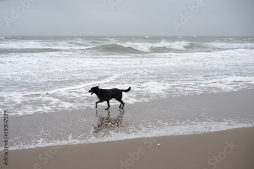 Black dog at sea photo