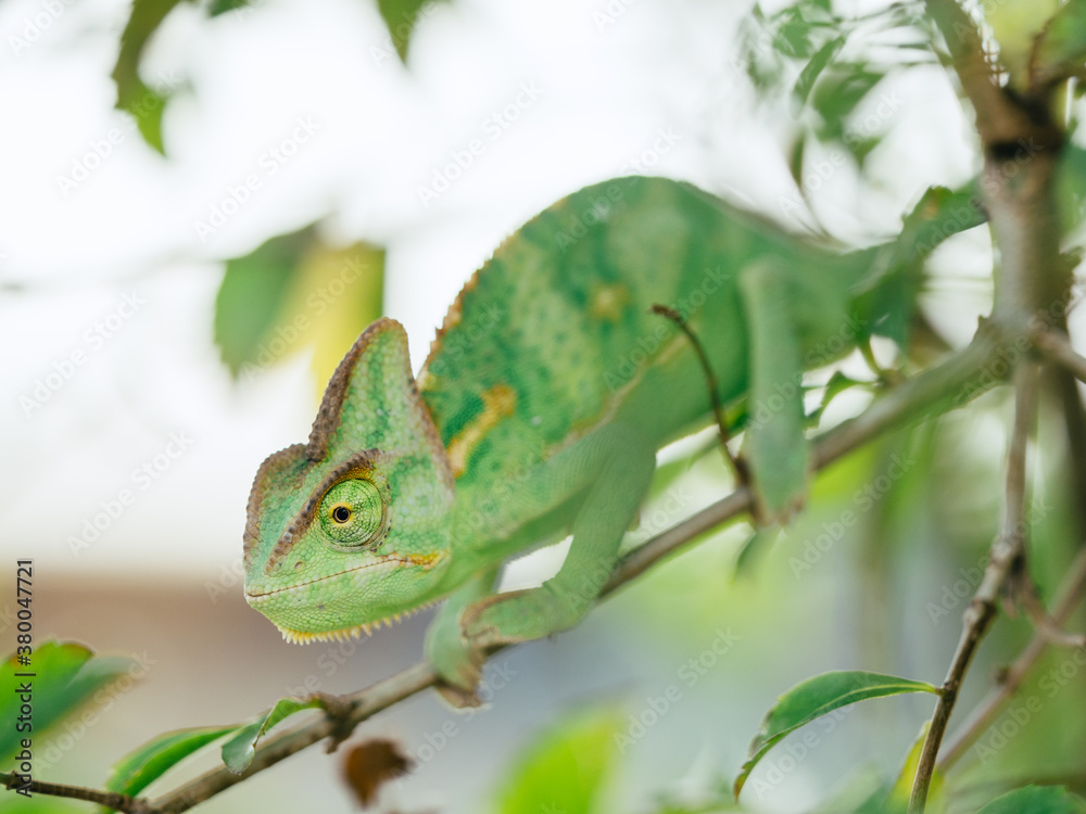 green chameleon (Chamaeleo calyptratus) green chameleon (Chamaeleo calyptratus)