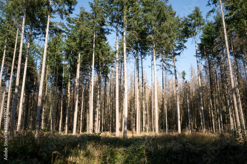 Einfluss von Klimawandel in zerstörten Wäldern