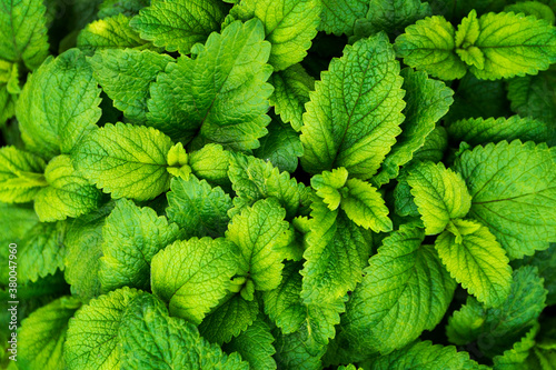 Mint plant growth in a garden.Green leave of mint as background