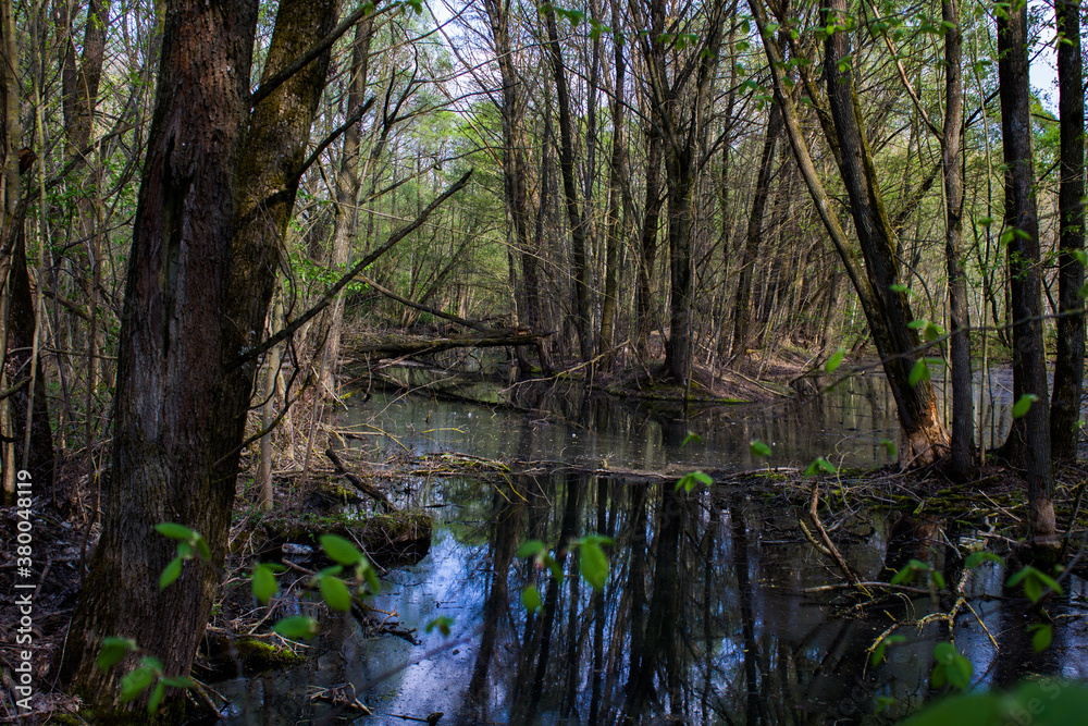 river in the woods