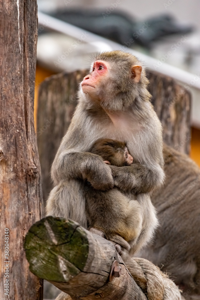 A female Japanese macaque embraces a cub. Macaca fuscata.