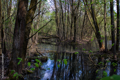 river in the woods