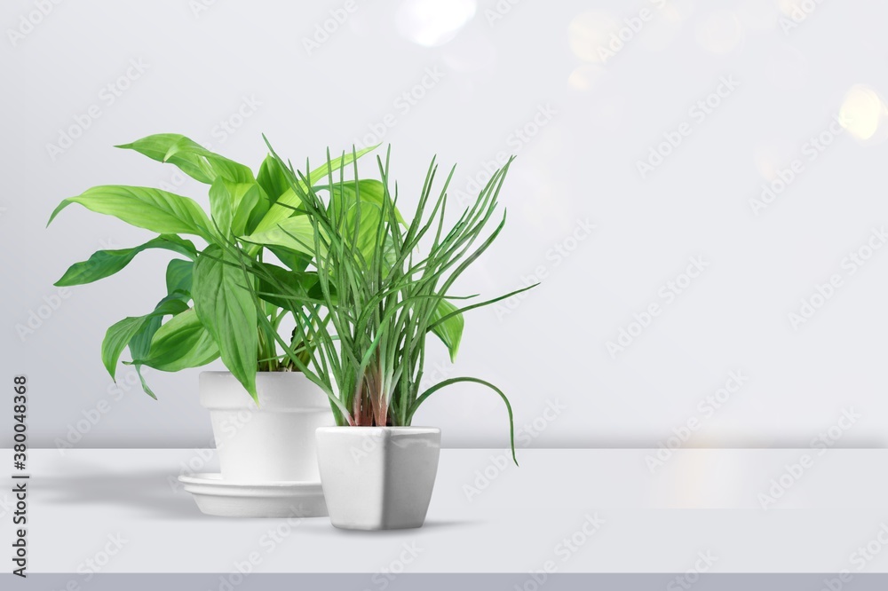 Obraz premium Plant.