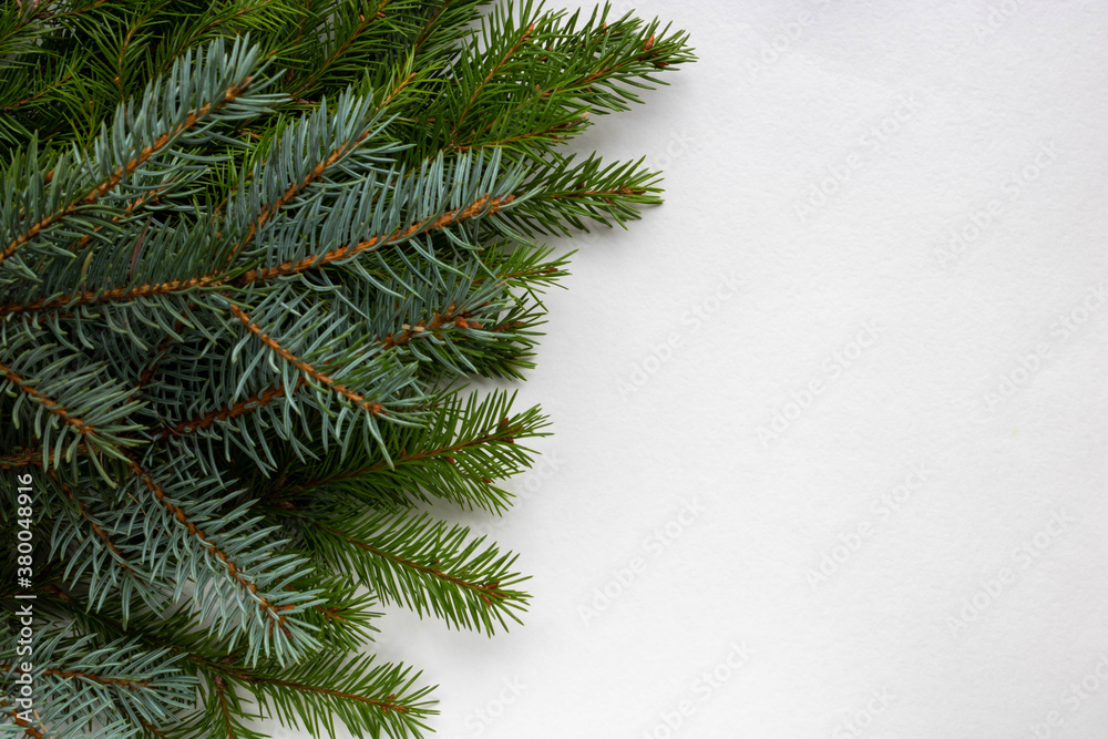 Green and blue spruce branches lie on a white background. Space for your text. New year's concept of Christmas