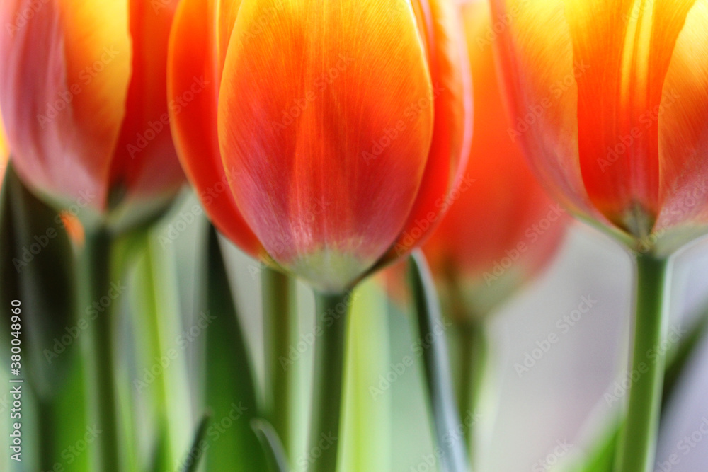 Close up of bunch of Orange Tulips Close up of bunch of Orange Tulips