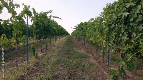 Shoting and facing down a row of vines on a French vineyard. Taken in summer when the vines are ripe.