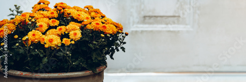Fototapeta Naklejka Na Ścianę i Meble -  Orange chrysanthemum flowers
