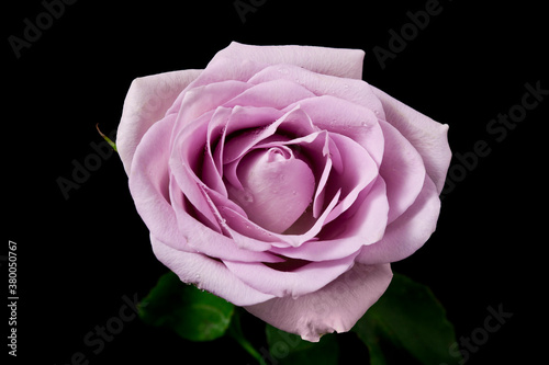 Purple rose flower with drops of water isolated on a black background.