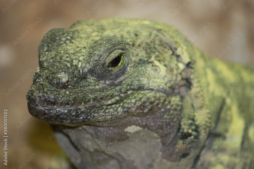 Green Lizard Green Lizard