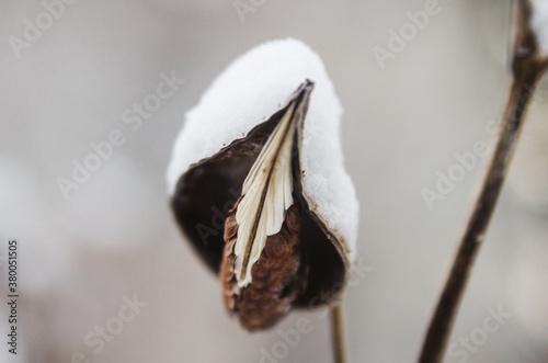 milkweed plant in winter with snow photo