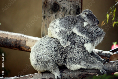 Fototapeta Naklejka Na Ścianę i Meble -  Baby Koala On Mom's Back