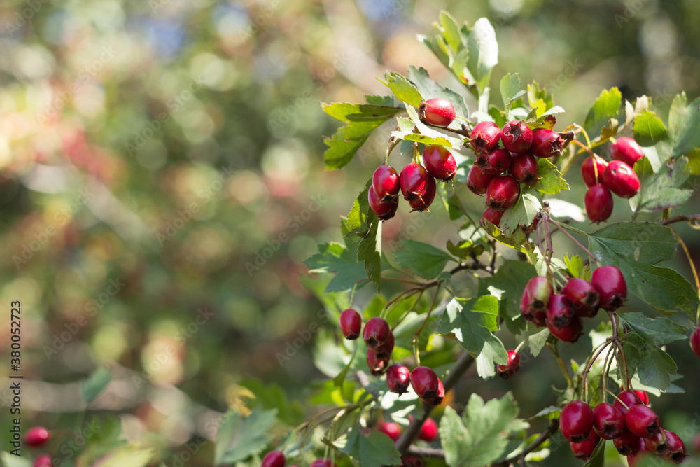 Ripe hawthorn berries grow on a bush, hawthorn branches. Useful medicinal plants Ripe hawthorn berries grow on a bush, hawthorn branches. Useful medicinal plants