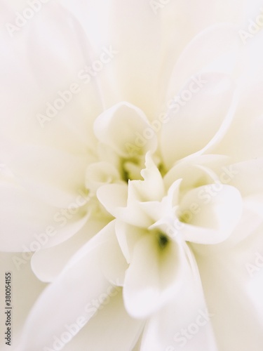 Macro close up of white flowers with green and yellow center photo