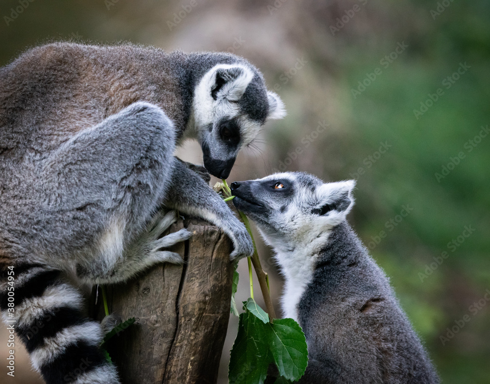 lemuri del madagascar al bioparco di roma