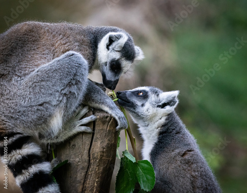 lemuri del madagascar al bioparco di roma photo