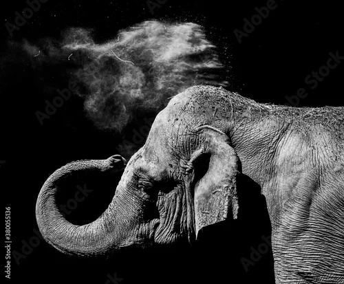 Obraz elefante asiatico che si lancia la terra sulla schiena, in bianco e nero