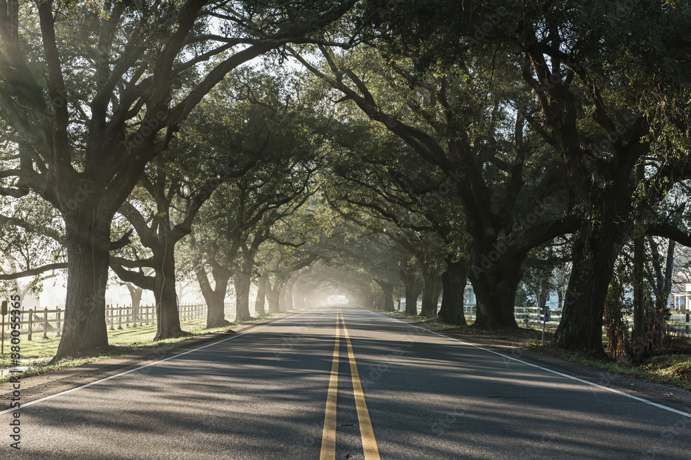 Beautiful live oaks tree tunnel at sunrise with sunbeam Beautiful live oaks tree tunnel at sunrise with sunbeam