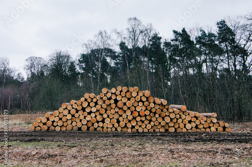 Log pile in a forest clearing