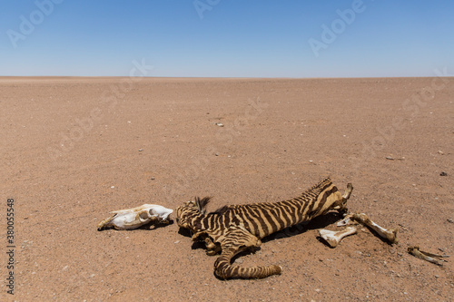 Zebra Body