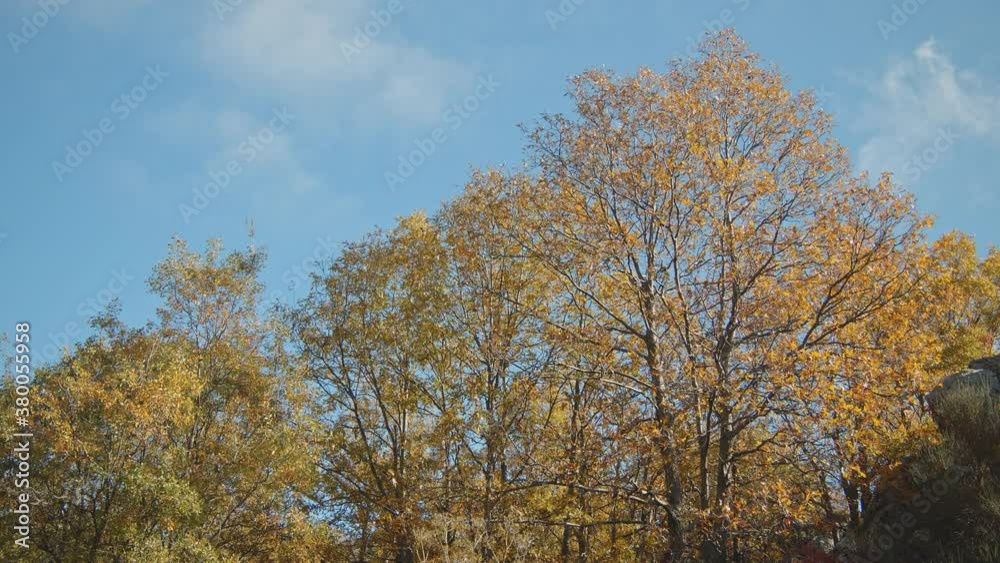 Autumn Trees in the Park Autumn Trees in the Park